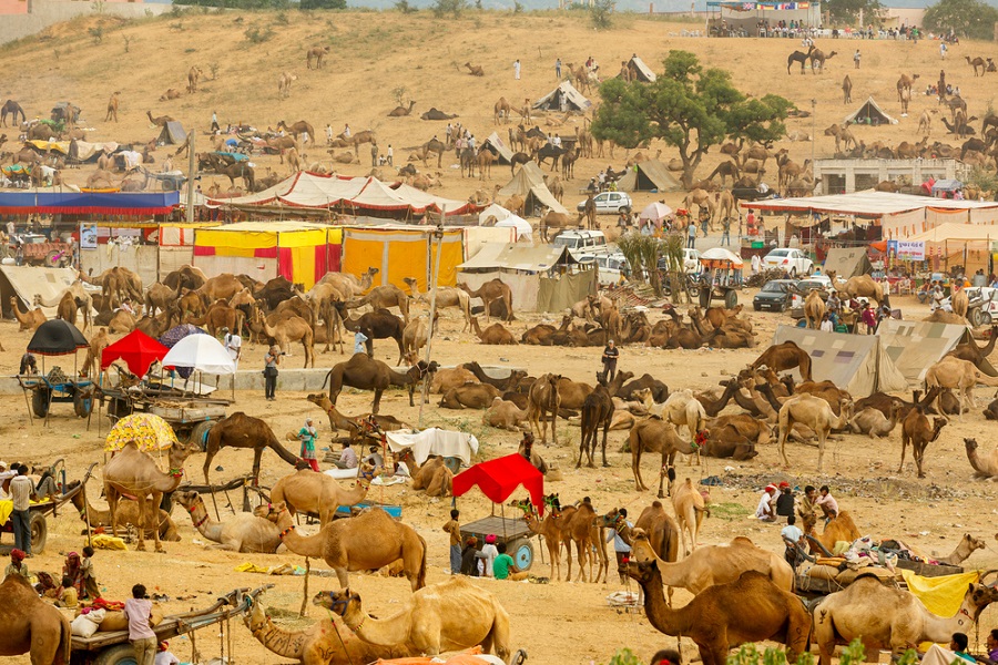 Pushkar Camel Fair 2025